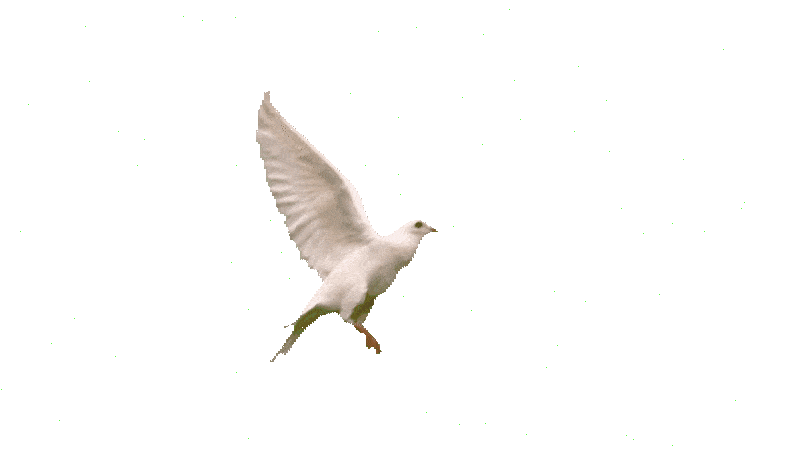 :ani_bird: